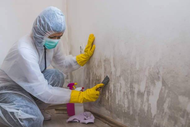 Best Residential Mold Remediation in Vienna, IL