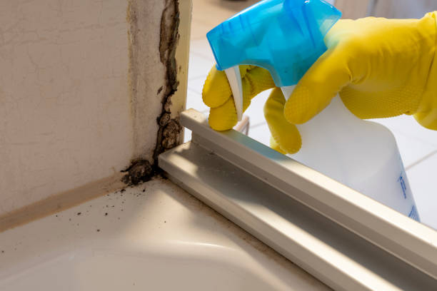 Professional Mold Remediation in Vienna, IL