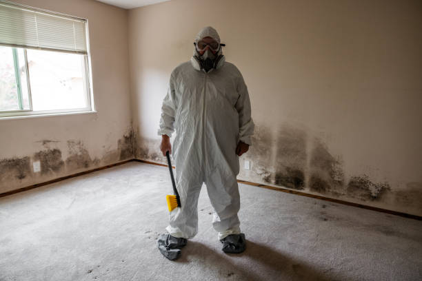 Best Residential Mold Remediation in Vienna, IL