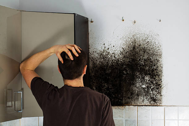 Best Kitchen Mold Remediation in Vienna, IL