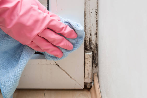 Best Basement Mold Remediation in Vienna, IL